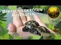 Vom Ei zur Schildkröte: Ausbrüten von Schildkröteneiern | Babyschildkröten schlüpfen | Karnico