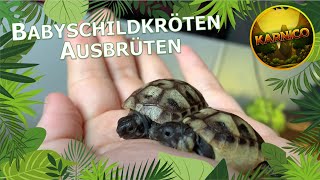 Vom Ei zur Schildkröte: Ausbrüten von Schildkröteneiern | Babyschildkröten schlüpfen | Karnico