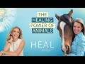 Kate Neligan - The Healing Power of Animals: Equine Therapy and Animal Communication