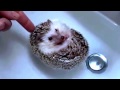 Ежик плавает. Ежи умеют плавать! Hedgehog floats. Hedgehogs can swim!