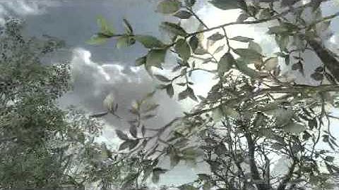 Across Map Tomahawk On Jungle