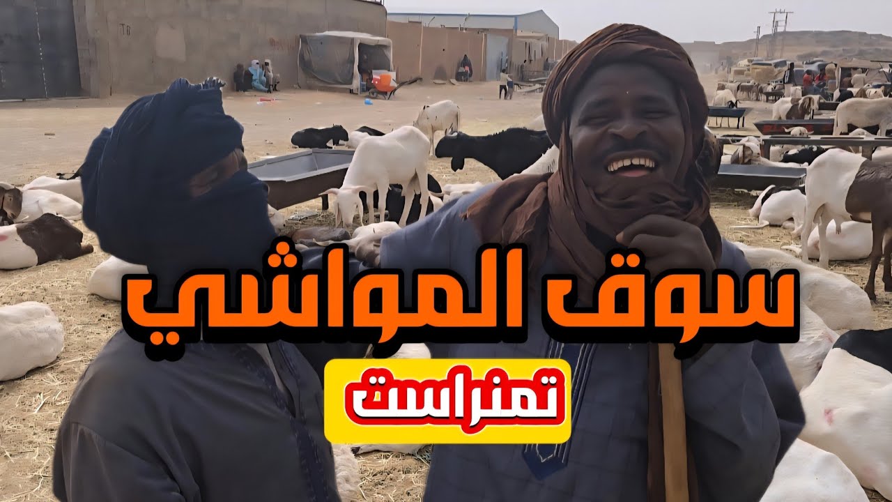 هذه هي أسعار الكباش في سوق المواشي تمنراست 🙂