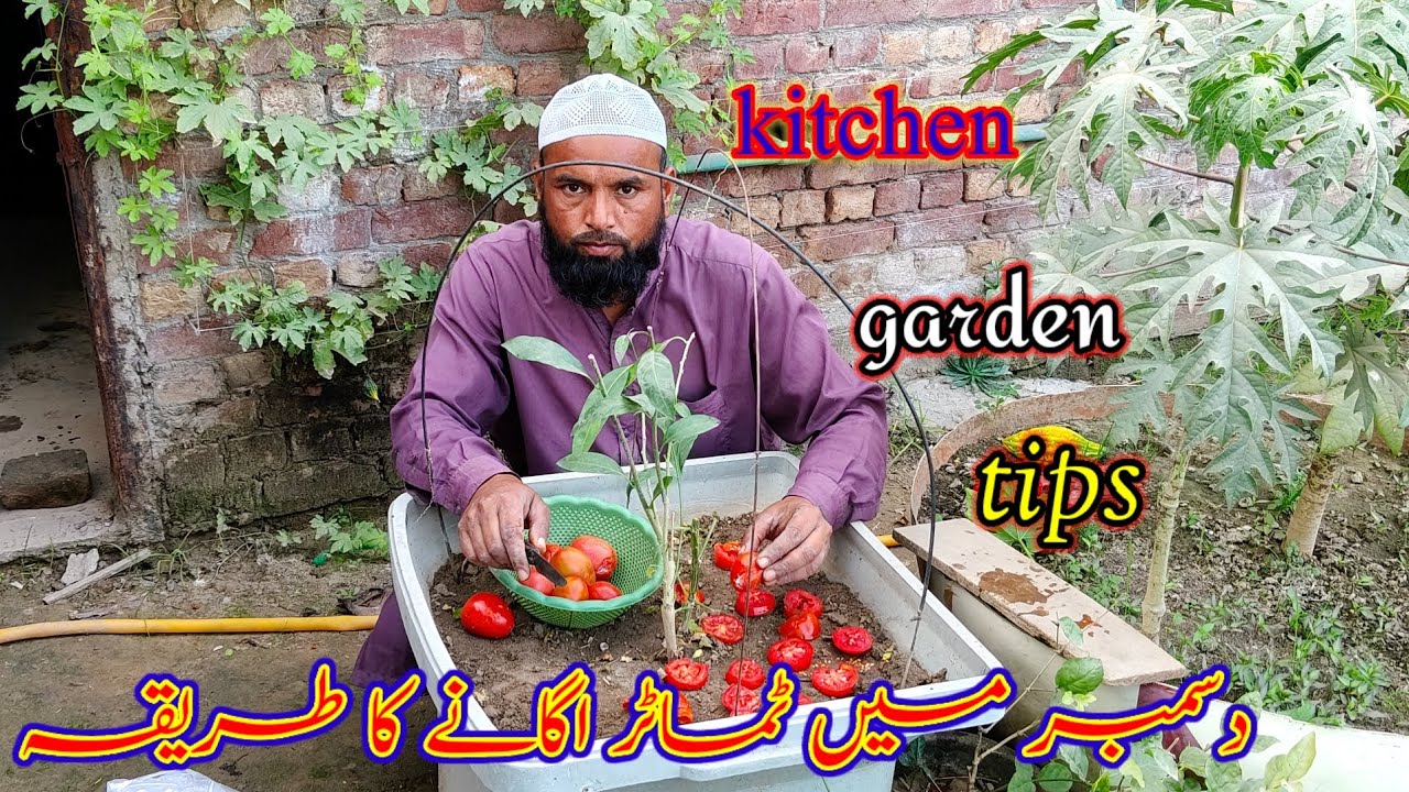 Kitchen garden tips! (🍋🍊🌹🌲) December mein tamatar lagane ka tarika