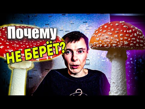 Почему мухомор не берёт | Съел 6 капсул только жидкий стул и боли в животе