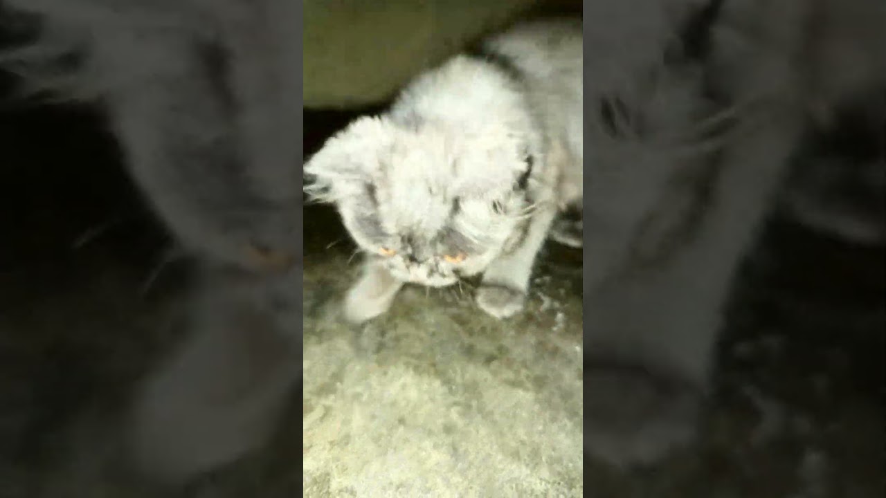 Cockroach escape from cat | Cat vs Cockroach fight | Cat plays with cockroach