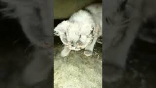 Cockroach Escape From Cat Cat Vs Cockroach Fight Cat Plays With Cockroach