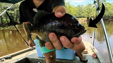 Use these hooks to catch more bream