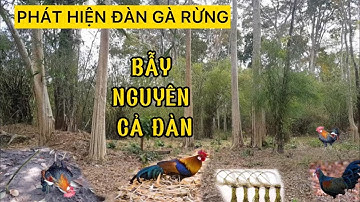 Hướng dẫn cách cắm giò bẫy Gà rừng hiệu quả nhất