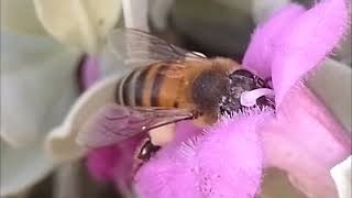 Bee Pollinating Team Explore Nature Now Nature Documentaries Wild Animal Videos Documentary