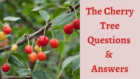 The cherry tree class 6 - Mulberry Questions and Answers, with extra Questions
