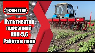 Культиватор просапной КПН-5,6 Работа в поле