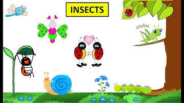 CBSE: Class 4: Science: Insects