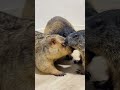 Omochi and Puku run up to Mamochi #marmot #pets #animals #shorts