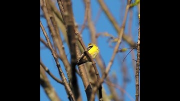 Thumbnail of American Goldfinch Call Sound - Little Yellow and Black Bird - #shorts