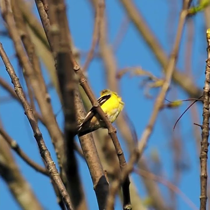 American goldfinch call sound little yellow and black bird shorts