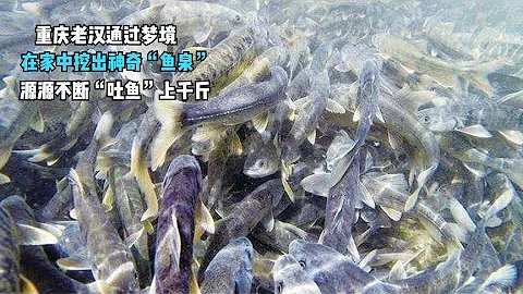 重慶老漢通過做夢在家中挖出神奇魚泉源源不斷吐魚千斤 - 天天要聞