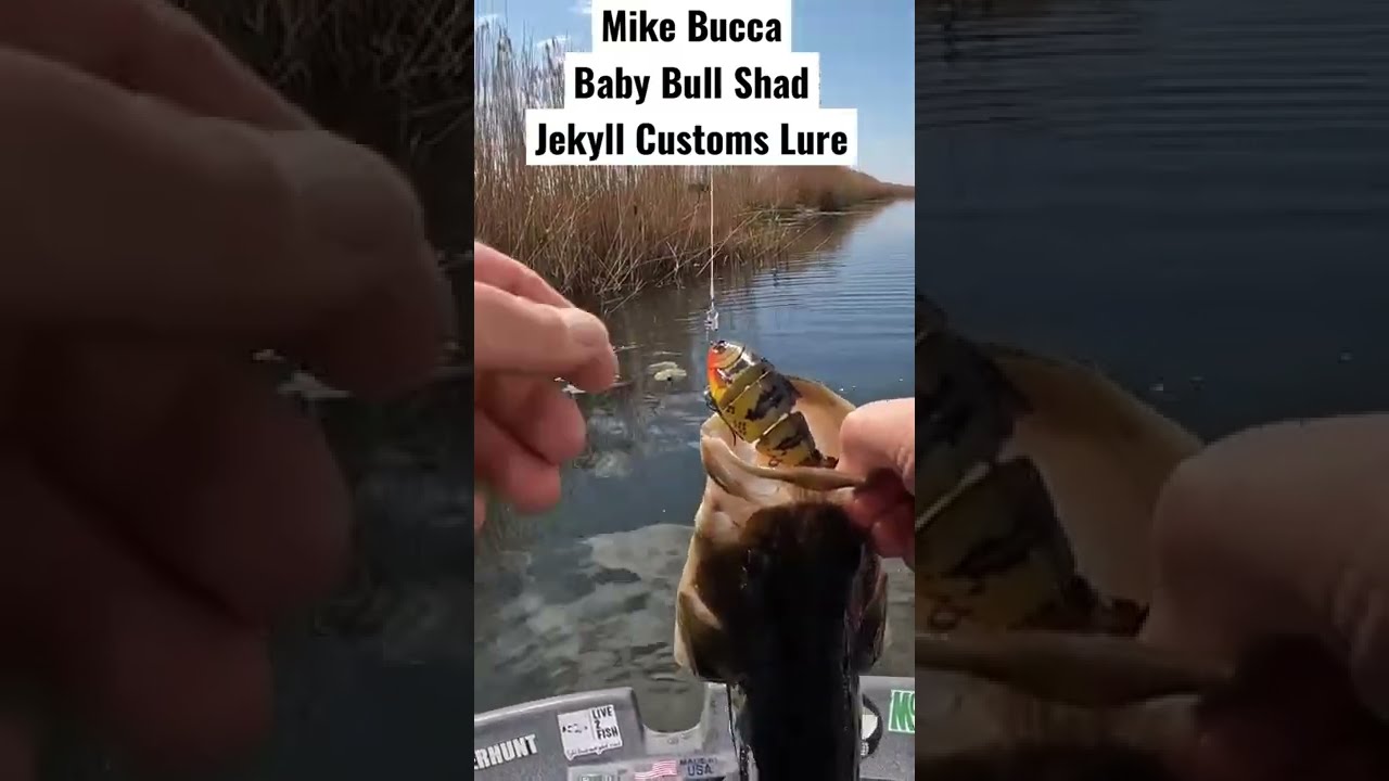 Largemouth Bass INHALES Mike Bucca Bull Shad Jekyll Customs on FIRST CAST  #shorts 