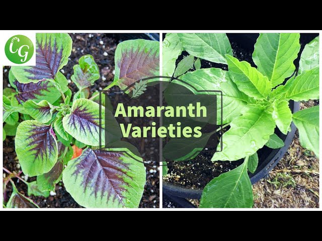 Unlock the Power of Amaranth Greens: Complete Growing Guide + Explore Amaranthus Varieties class=