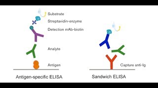 Enzyme linked immunosorbant assay