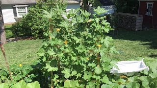 How to Grow Pumpkins on a Trellis - How to Grow Pumpkins - Summer 2017, Episode 6