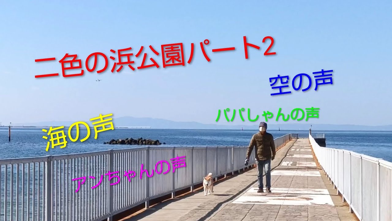 青空だ〜！二色の浜公園再チャレンジ！＃二色の浜公園＃関西空港＃飛行機＃青い海空＃愛犬＃散歩＃桐谷健太＃さんぽの歌
