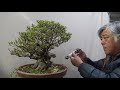 Bonsai master cut 70 years tree boldly. Part 1