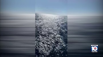 Passenger falls overboard Norwegian cruise ship