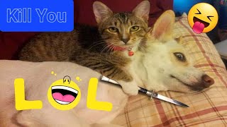 Cats & Dogs Funniest Moments  || New Funny Videos 2024  #pets4relax