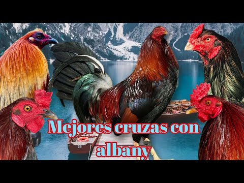 Las 5 mejores