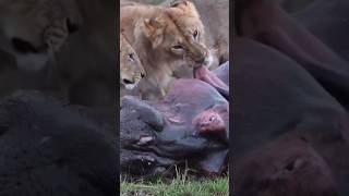 Lions feeding on a live hippo. Leones devorando a un hipopótamo vivo. #lion #nature #wildlife #hippo