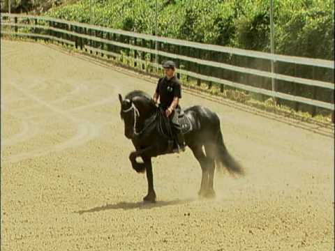 REPORTAJE TELETICA CANAL 7, ARRIETA FRIESIANS