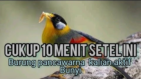 Masteran pancawarna super gacor untuk burung bahan