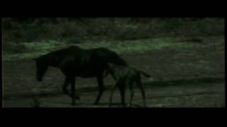 Video thumbnail of "The Raveonettes - Where Are You Wild Horses (Official Lyric Video)"