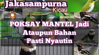 Kicauan Poksay Mantel (Poksay Medan) Untuk Mastering Burung Kicau Apapun