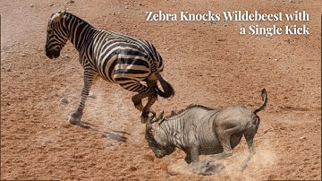 Mean Zebra Knocks Wildebeest with a Single Kick