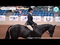 Pinto world championship show day 1