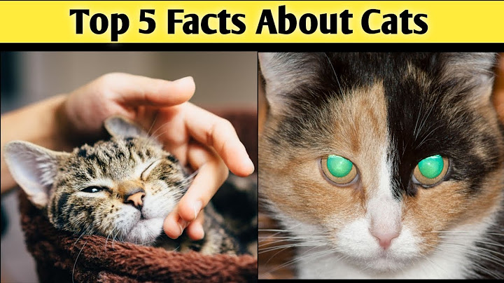 Discover 5 Fascinating Facts About Cats | Uncover the Secrets of Feline Companions