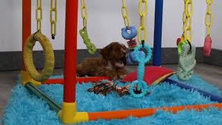 Blue Diamond Rylie F1 Cavapoo Puppy