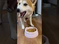 よさこい 柴犬タロウ #柴犬 #しばわんこ #しばいぬ #shibainu