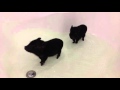 Вьетнамские поросята купаются / Vietnamese pig, minipig takes a bath