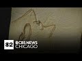 Chicago&#39;s Field Museum unveils fossil of first-known bird