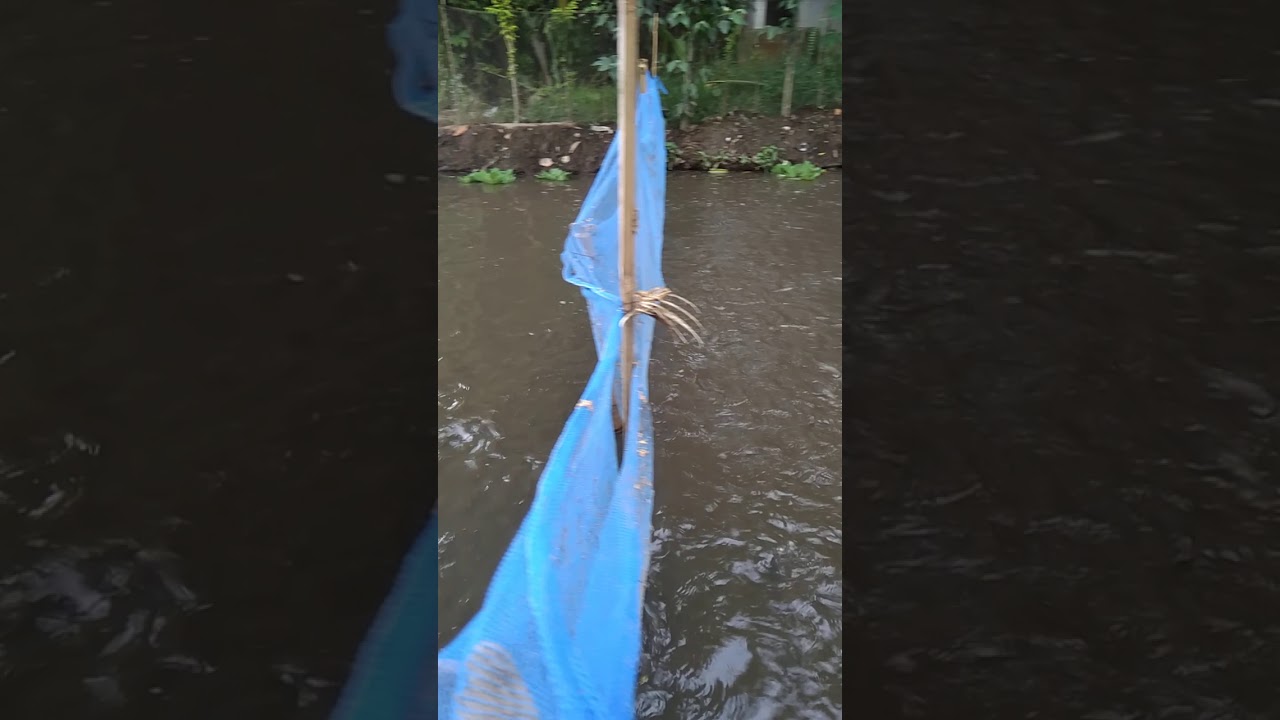 Ternak ikan lele pemula 