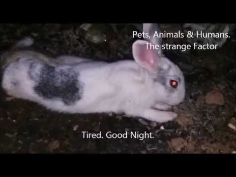 funny-rabbit-food-review