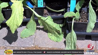 Cape Fear drought continues as El Niño could bring wetter summer conditions