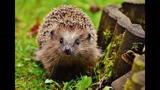 Hedgehogs Uncovered a Journey into Their World