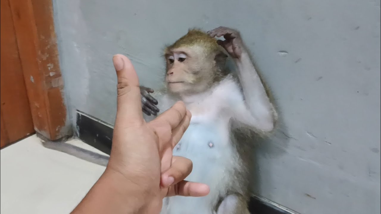 BIBAH TAKUT DI TEMBAK TERIAK-TERIAK PANGIL EMAK