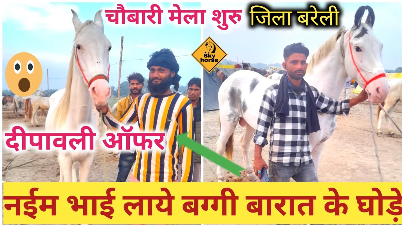 नईम भाई लाये बग्गी बारात के घोड़े ओर दे रहे है दीपावली ऑफर सस्ते दाम मे घोड़ा चौबारी मेला