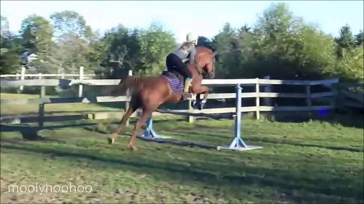 Horse Falls and Fails 2 - 2014
