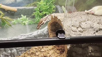 Ball Python drinking water
