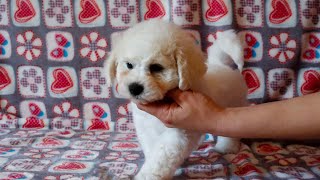 Why the Bichon Frise is the Perfect Dog for Writers!